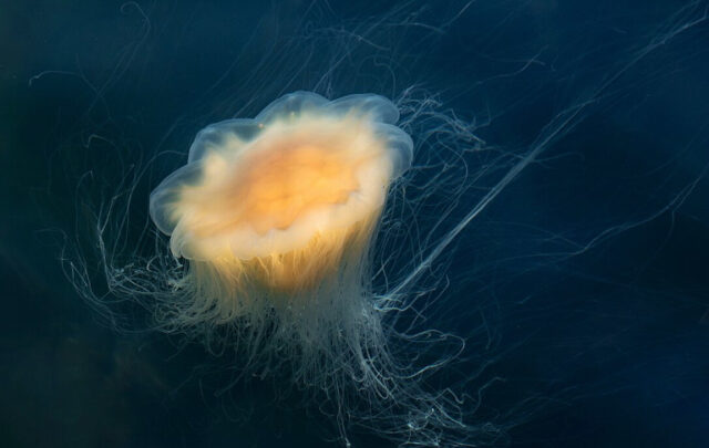 Giant jellyfish