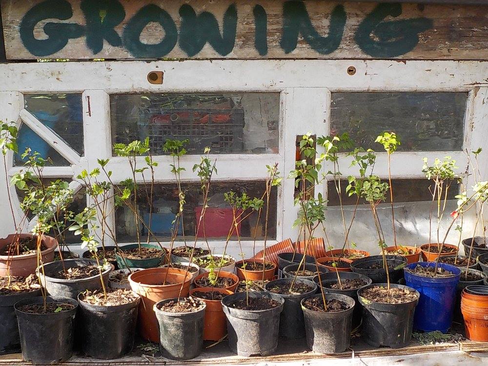 Tree saplings in pots in front of a repurposed door and a sign reading "Growing"