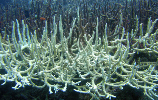 Bleached staghorn coral
