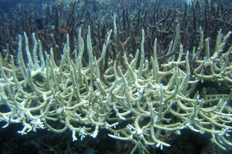 Bleached staghorn coral