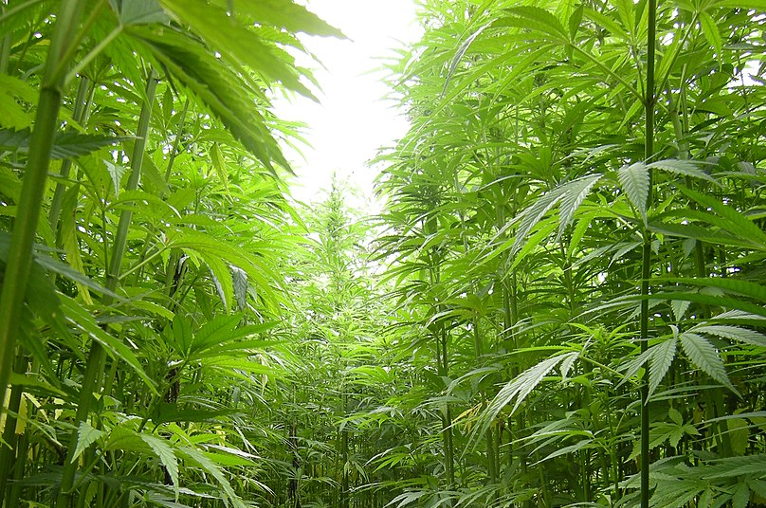 hemp plants