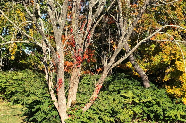 Arthur the ash tree