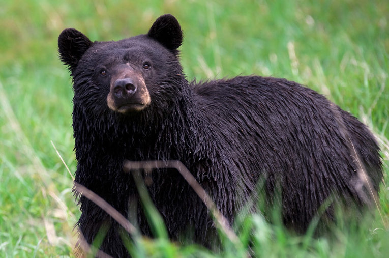 American black bear