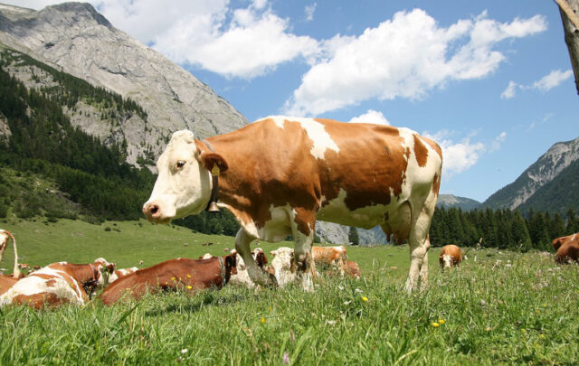 cows on the commons