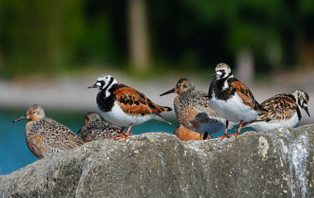 migratory birds