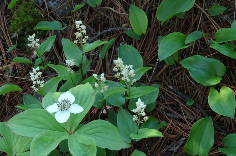 flowering plants