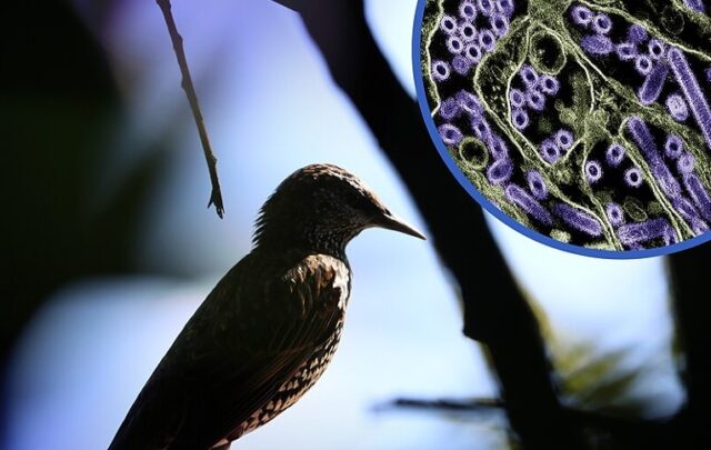 Photo of a wild bird. In the upper right corner is a colorized transmission electron micrograph of H5N1 virus particles