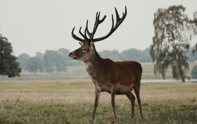 stag