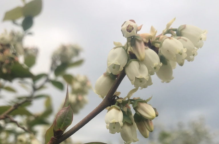 blossom