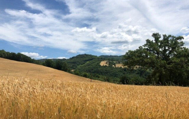Umbrian field