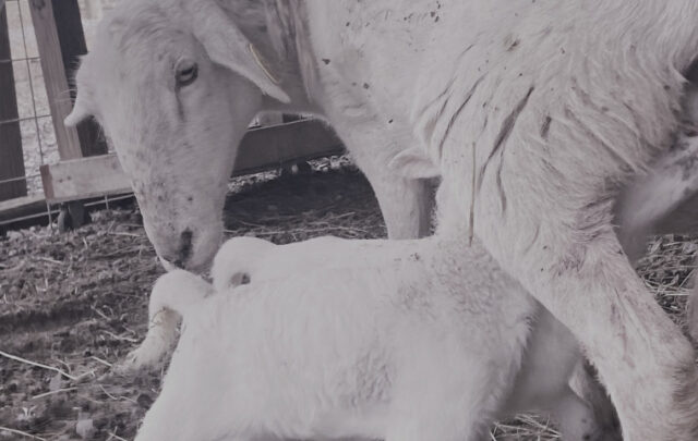 lambing