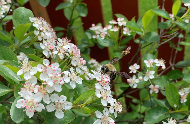native shrubs