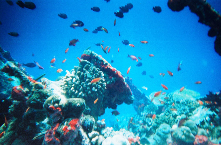 Maldives fish