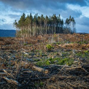 Clearcut