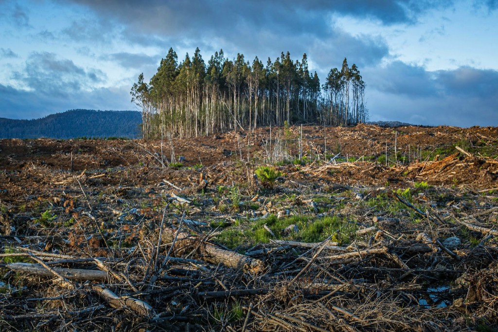 matt-palmer-K5KmnZHv1Pg-unsplash_1024w Clearcut
