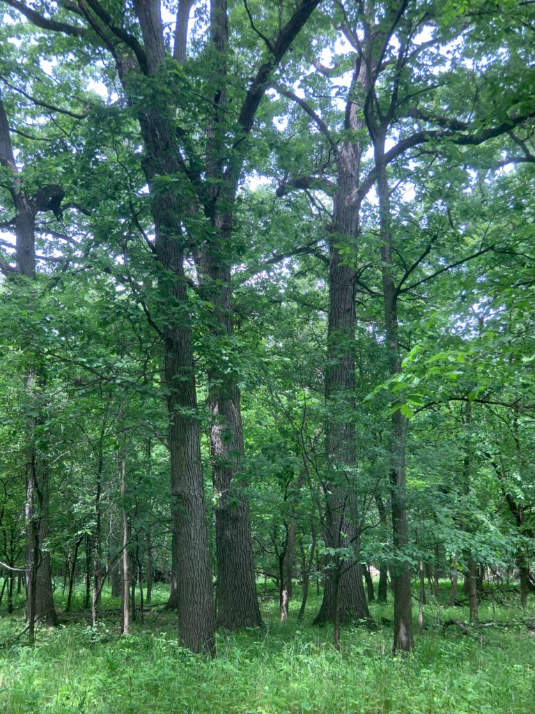 oaks
