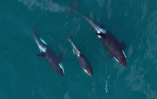 Southern resident orca whales
