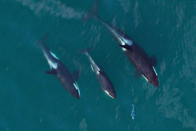 Southern resident orca whales