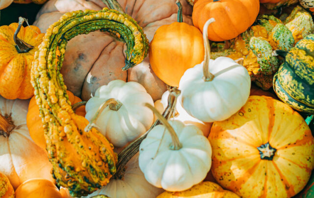 harvest