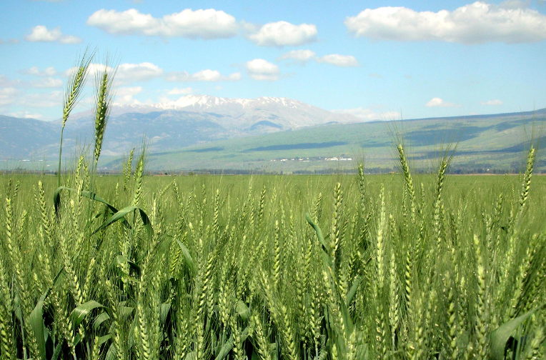 semi-dwarf wheat